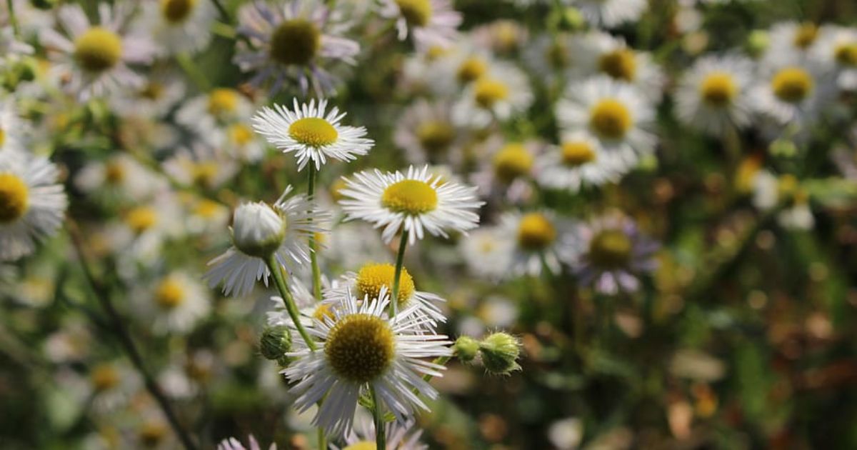 Collection of poems about flowers and botanical history