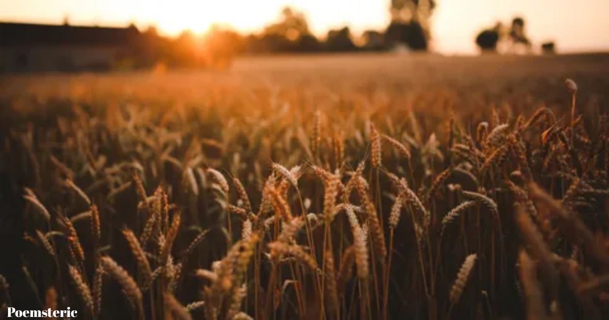 Poems about beauty: Golden wheat field at sunset symbolizing timeless beauty in poetry - featured image for 67 curated verses on love, nature and inner beauty