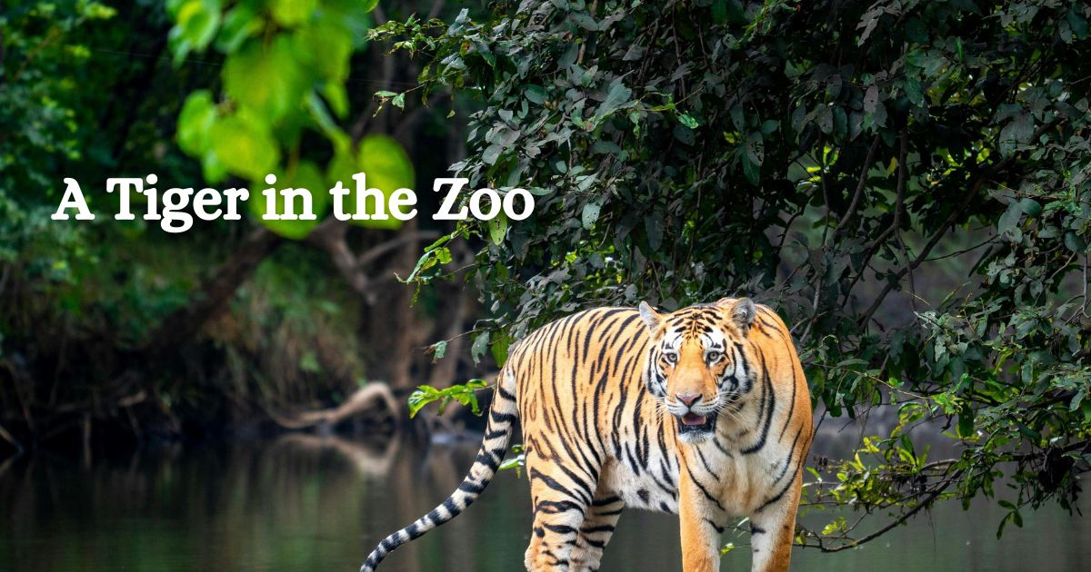 A Tiger in the Zoo poem title image with a Bengal tiger standing near water.