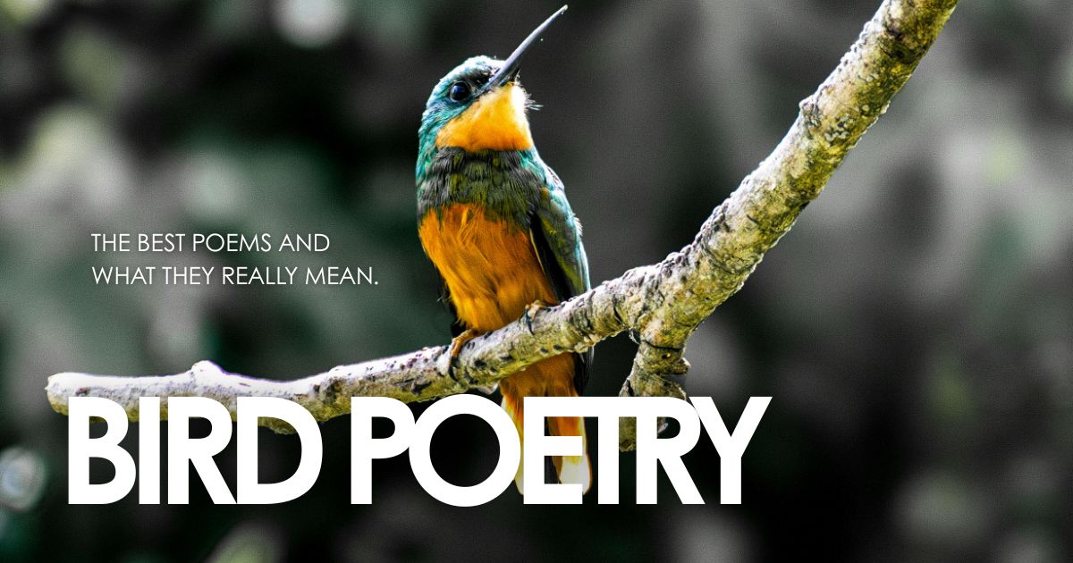 Colourful bird on a branch, cover image for a bird poetry guide on the best poems and their meaning.