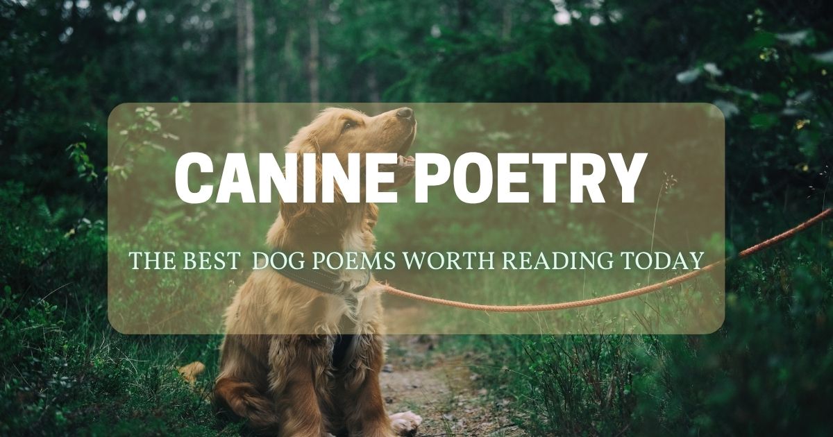 Golden retriever on forest path with canine poetry text overlay.