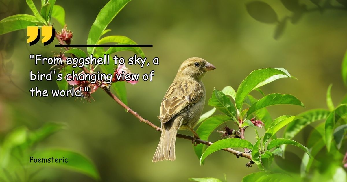 What a Bird Thought poem summary small sparrow on a branch, a bird's changing view of the world