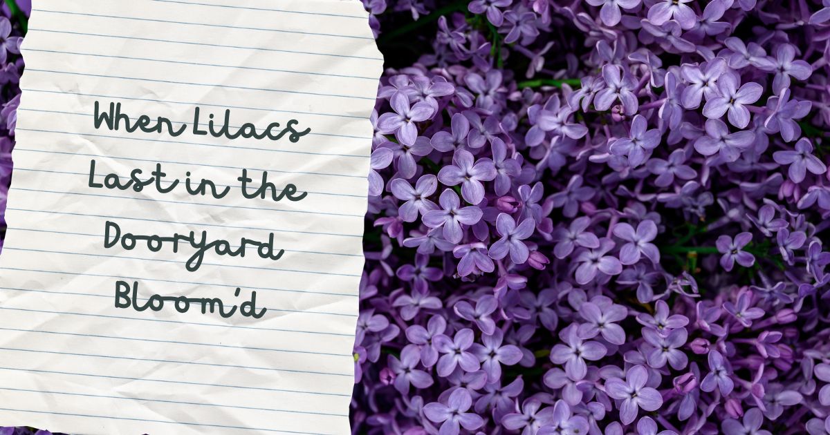 Purple lilac clusters symbolizing Walt Whitman's "When Lilacs Last in the Dooryard Bloom'd" poem.